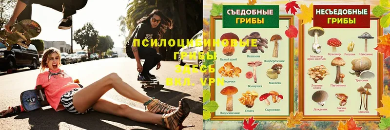 Галлюциногенные грибы Psilocybe  купить наркотик  Волхов 